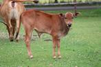 2 mini zeboe stiertjes te koop, Dieren en Toebehoren, Mannelijk, 0 tot 2 jaar