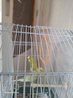 Parkieten, Mannelijk, Parkiet