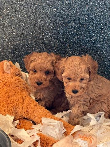 Beeldschone mini Doodle pups ( Maltipoo ) Abricot en crème beschikbaar voor biedingen