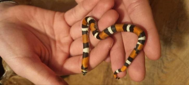 Te koop Lystrophis Pulcher