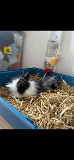 Ram gratis op te halen, Dieren en Toebehoren, Knaagdieren, Juni, Mannelijk, Overige typen, Tam