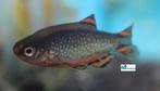 Galaxy Rasbora, Dieren en Toebehoren, Vissen | Aquariumvissen, Vis, Zoetwatervis, Schoolvis