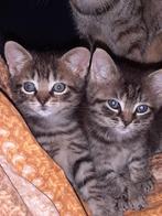 Ecotic pers kittens !, Dieren en Toebehoren, Meerdere dieren