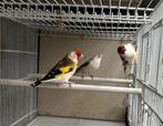 majoor putters verschillende mutaties, Dieren en Toebehoren, Vogels | Overige Vogels, Meerdere dieren, Wildzangvogel