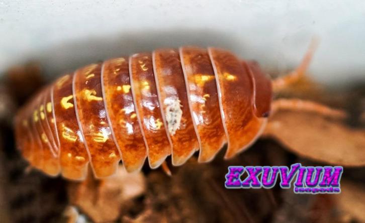 Armadillidium apfelbecki Orange isopods / pissebedden, Dieren en Toebehoren, Insecten en Spinnen, Overige soorten