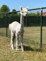 Alpaca dekhengst (wit) te koop, Dieren en Toebehoren, Overige Dieren, Mannelijk, Voor 1 juli 2024