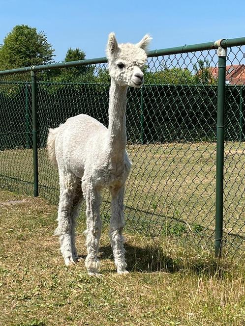Alpaca dekhengst (wit) te koop, Dieren en Toebehoren, Overige Dieren, Mannelijk, Voor 1 juli 2024