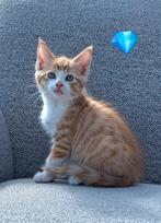 Prachtige kruising Maine Coon/Ragdoll kittens, Dieren en Toebehoren, Katten en Kittens | Overige Katten, Meerdere dieren, Langharig