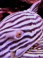 aquariumvis, Dieren en Toebehoren, Vissen | Aquariumvissen, Vis, Zoetwatervis