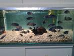Placidochromis Phenochilus Mdoka White Lips Malawi Cichliden, Vis, Zoetwatervis