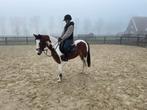 Super mooie 5 jarige D pony, Dieren en Toebehoren, Pony's, Merrie, B, Gechipt, Dressuurpony
