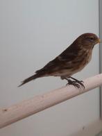 1-1 Kleine barmsijsen, Dieren en Toebehoren, Vogels | Overige Vogels, Meerdere dieren, Wildzangvogel, Geringd