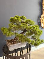 Bonsai jeneverbes Juniperus chinensis, Ophalen, Volle zon, Overige soorten, Minder dan 100 cm