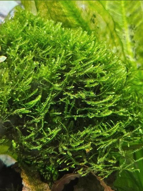 Javamos - ook verzenden, Dieren en Toebehoren, Vissen | Aquaria en Toebehoren, Nieuw, Plant(en), Steen of Hout, Ophalen of Verzenden