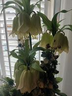 Prachtige grote exclusieve  peren  vaas xxl, Ophalen, Overige kleuren, 50 tot 75 cm, Nieuw