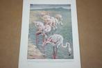 Antieke kleurenprent - Vogels Flamingo - Circa 1900 !!, Ophalen of Verzenden, Voor 1940, Gebruikt