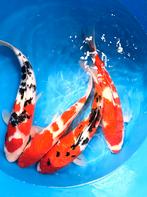 NIEUWE JAPANKOI 2026 is Binnen en zit nu in Quarantaine, Karper of Koi