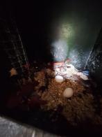Bewezen kweekkoppel edelpapegaaien, Dieren en Toebehoren, Vogels | Parkieten en Papegaaien, Meerdere dieren, Papegaai, Geringd