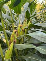 mais, 6,8 ha (100 dagen), Ophalen