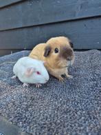 Verschillende california cavia's, Dieren en Toebehoren, Knaagdieren, April, Meerdere dieren, Cavia