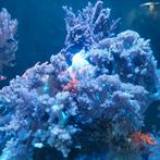 Zeeaquarium inhoud lederkoraal sterpoliep tepelanemonen, Dieren en Toebehoren, Overige typen