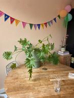 Mooie grote plant met pot (Philodendron), Ophalen
