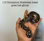0.1 Cinnamon Scaleless head NK24, Slang, 0 tot 2 jaar
