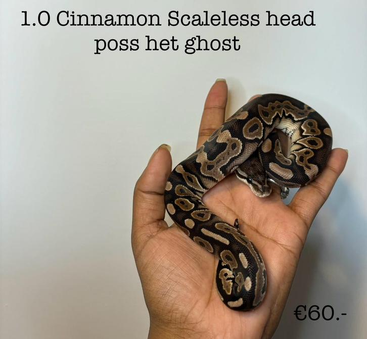 0.1 Cinnamon Scaleless head NK24, Dieren en Toebehoren, Reptielen en Amfibieën, Slang, 0 tot 2 jaar