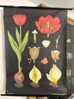 Tulp (Jung en Koch), Antiek en Kunst, Ophalen of Verzenden, Natuur en Biologie