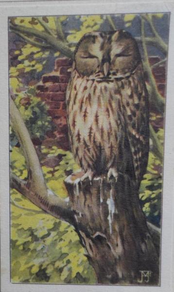 Bosuil (plaatje 5,5 x 9 cm.) beschikbaar voor biedingen