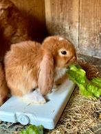 Oranje Franse hangoren te koop, Dieren en Toebehoren, Konijnen, Mannelijk, Groot, Hangoor, 0 tot 2 jaar