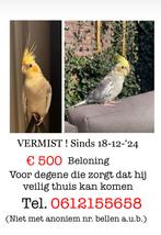 Valkparkiet Vermist, Dieren en Toebehoren, Vogel