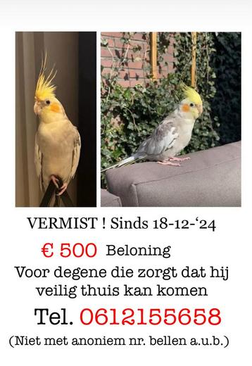 Valkparkiet Vermist beschikbaar voor biedingen