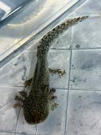 Baby axolotls- wildkleur in verschillende variaties, Dieren en Toebehoren, Amfibie, 0 tot 2 jaar