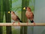 Maskeramadine koppel., Dieren en Toebehoren, Vogels | Overige Vogels, Meerdere dieren