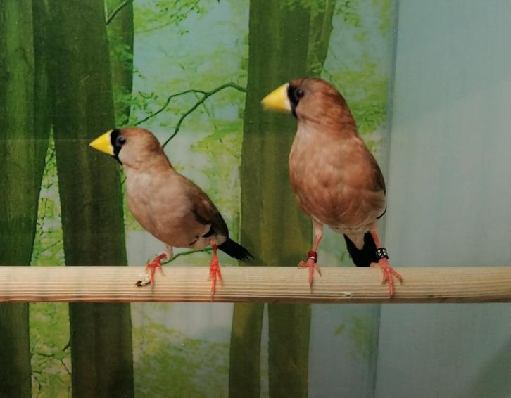 Maskeramadine koppel., Dieren en Toebehoren, Vogels | Overige Vogels, Meerdere dieren