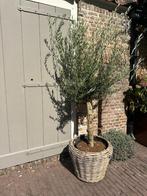 Olijfboom in mandC25 190 cm hoogte, Ophalen, Volle zon, Olijfboom, 100 tot 250 cm