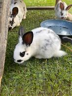Jonge konijnen., Dieren en Toebehoren, Konijnen, Meerdere dieren