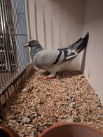 Te koop Gaby Vandenabeele duivin 2025 kweek  klaar, Vrouwelijk, Postduif