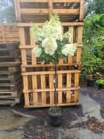 Pinky Winky hortensia - op stam, Ophalen of Verzenden, Hortensia, Struik, 100 tot 250 cm