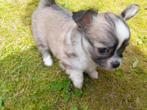 Mini pups chihuahua teefjes langhaar, Dieren en Toebehoren, Honden | Chihuahua's en Gezelschapshonden, CDV (hondenziekte), 8 tot 15 weken