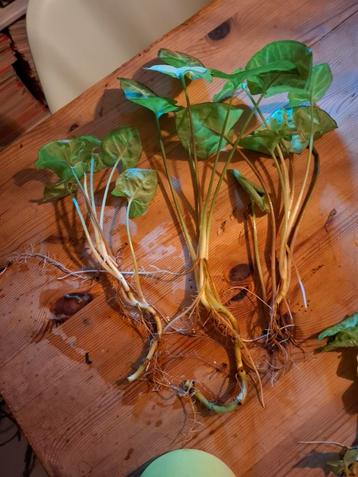 Syngonium Podophyllum stekjes beschikbaar voor biedingen