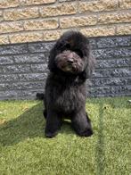 goldendoodle puppy teefje 🏡⭐️❤️, Dieren en Toebehoren, Honden | Niet-rashonden, Rabiës (hondsdolheid), 8 tot 15 weken, Meerdere