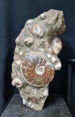 Groot Ammonieten nest, Ophalen of Verzenden, Mineraal