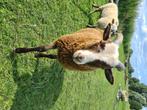 Schapenram Terzo Shetland Skudde ram kruising, Mannelijk, Schaap, 0 tot 2 jaar