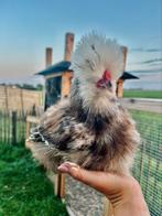 USA Zijdehoen Mottled haantjes, Dieren en Toebehoren, Pluimvee, Mannelijk, Kip