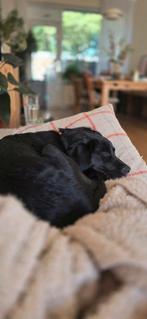 Labrador pup van 5 mnd. (teefje) zoekt nieuw huis, Dieren en Toebehoren, Honden | Retrievers, Spaniëls en Waterhonden, Rabiës (hondsdolheid)