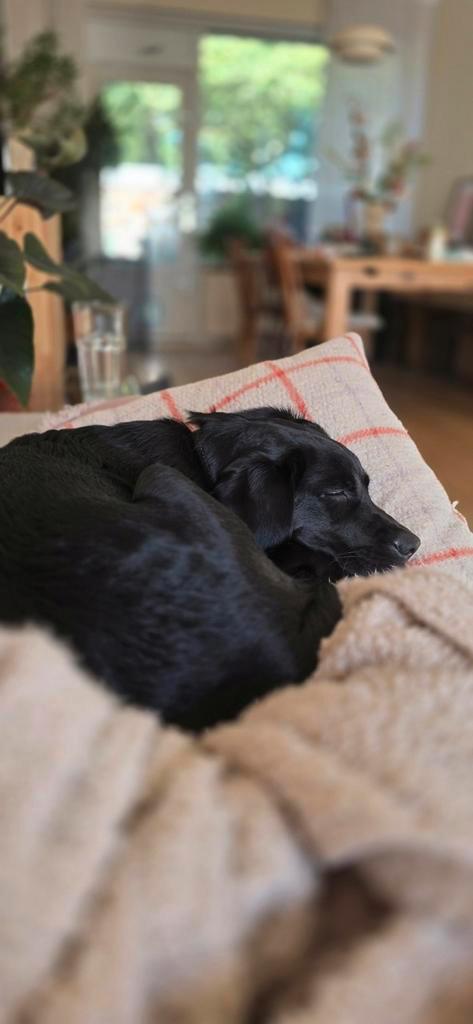 Labrador pup van 5 mnd. (teefje) zoekt nieuw huis, Dieren en Toebehoren, Honden | Retrievers, Spaniëls en Waterhonden, Teef, Labrador retriever