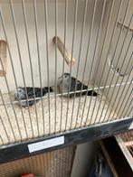 Blauwe grond Duiven, Mannelijk, Overige soorten