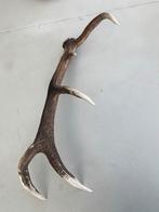 Enkel Pools herten gewei 90 lang, Verzamelen, Dierenverzamelingen, Ophalen of Verzenden, Hert, Gewei of Kop